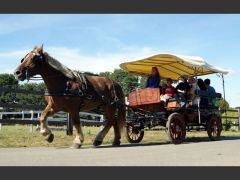 Louer une CALECHE  de de 1900 (Photo 1)